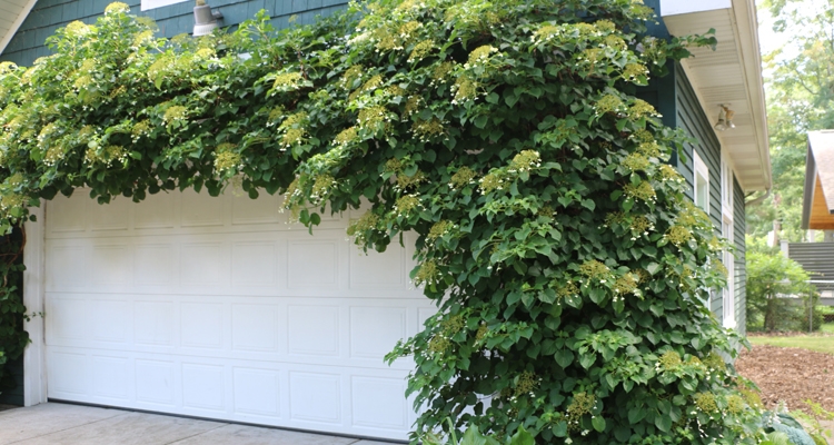 Climbing hydrangea vine growing around a garage door